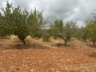 Finca rústica a Cabanes. Almendros en produccion