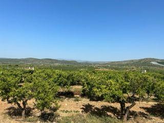 Propriété à Plaça de joan vilanova 22. Naranjos, olivos en producción con agua