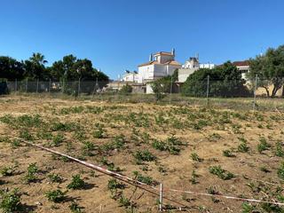Terreny residencial a El Pino-Bajo de Guía. Parcela urbana junto zona san nicolas.