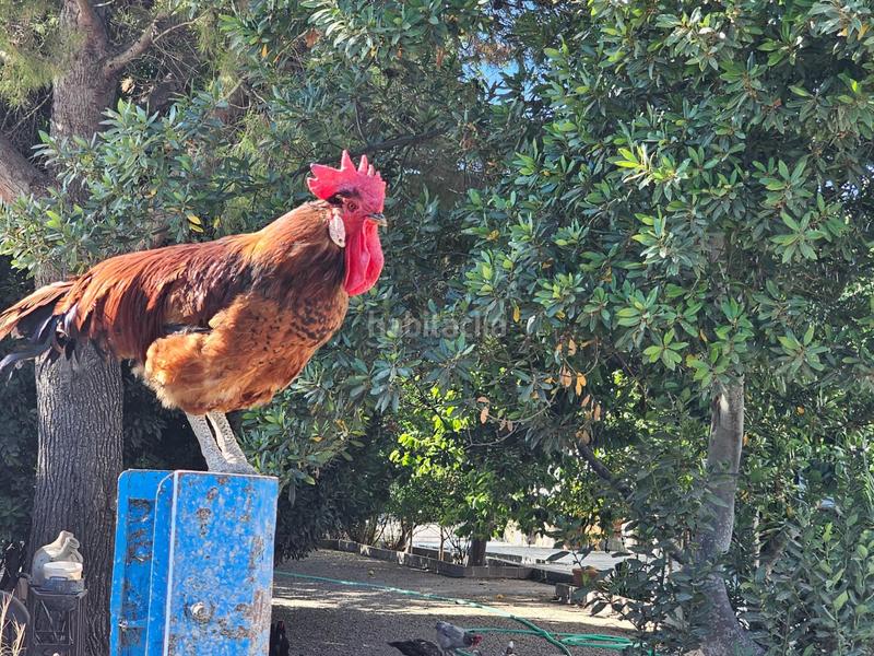 Foto 20b8bc65-8eb7-4429-887d-c8888a37766d. Casale con parcheggio in Ctra Jerez-Ctra del Puerto Sanlúcar de Barrameda