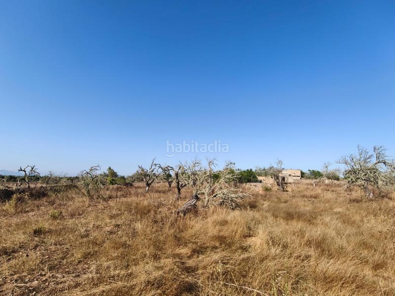 Foto 09816385-09b5-4d57-a121-a5f96b22d247. Wohngrundstück in Santa Margalida poble Santa Margalida