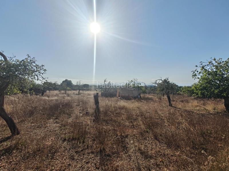 Foto 0d948cb7-6206-406a-b741-b5f044bd8d1e. Wohngrundstück in Santa Margalida poble Santa Margalida