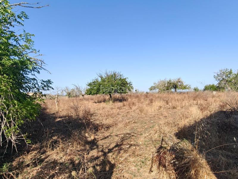 Foto e65b072c-ffe0-400d-b0da-09612392516f. Wohngrundstück in Santa Margalida poble Santa Margalida