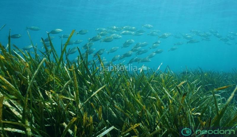 Foto 6f5c8ca2-2b04-47d8-ba00-0f7b41a27155. Maison dans La Fustera Benissa