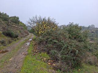 Finca rústica  N/a. Finca en las viñas