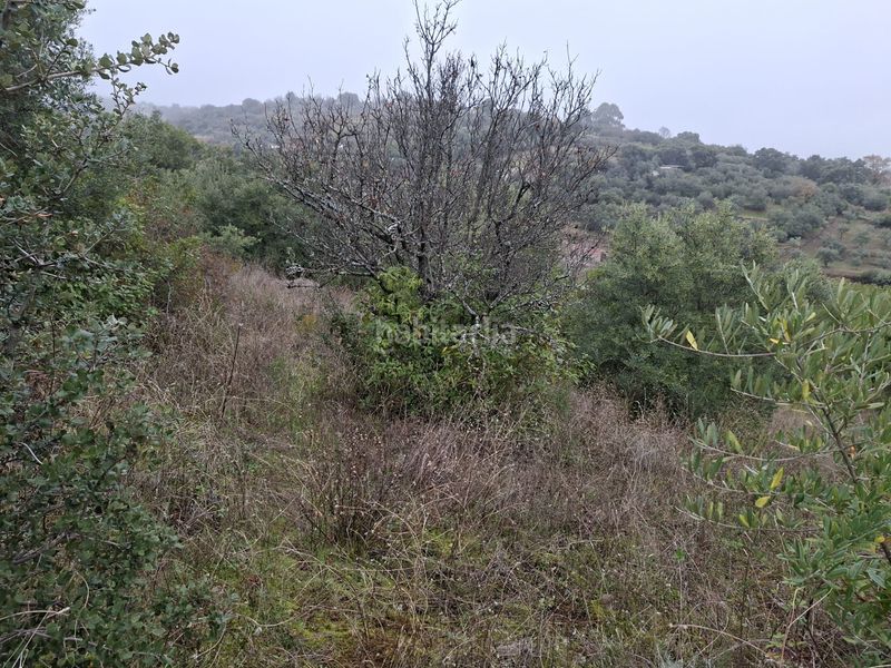 Foto e8e20bac-3ead-4750-b14d-278d5b5d29a3. Finca rústica a n/a a Malpartida de Plasencia