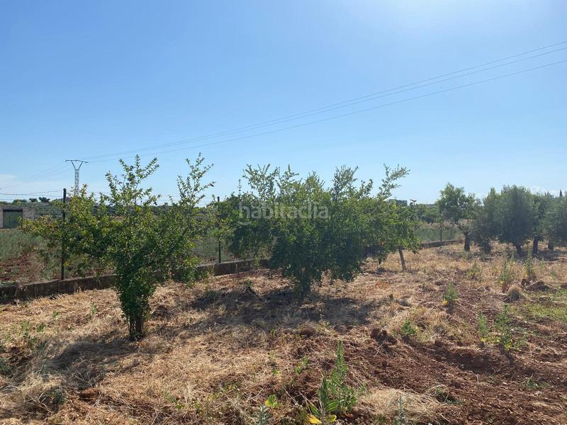 Foto 38f2b6b7-5a3f-460f-9184-8056ec9c9ad8. Finca rústica a Moraleda de Zafayona