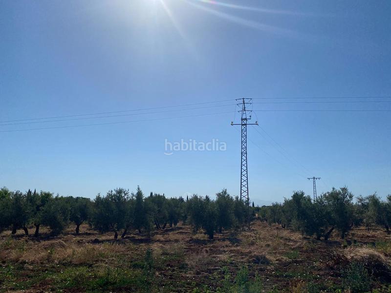 Foto 6a6e2750-1f67-4463-a79d-1d005d0efa9e. Finca rústica a Moraleda de Zafayona