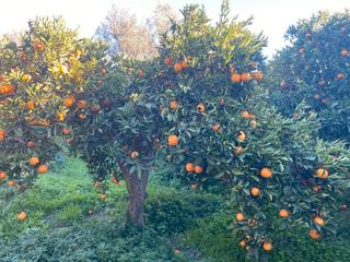 Finca rústica a Lecrín. Finca de naranjos ecológicos y limones