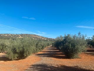 Fondo rustico in Iznalloz. En venta 10 cuerdas de olivos totalmente llanas y con pozo legal