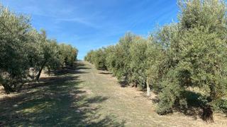 Finca rústica a Píñar. Finca olivos riego ecologicos
