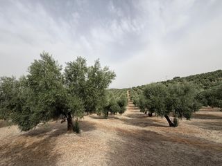 Rural plot in Iznalloz. Finca con 2500 olivos marteños a un pie y casa con piscina