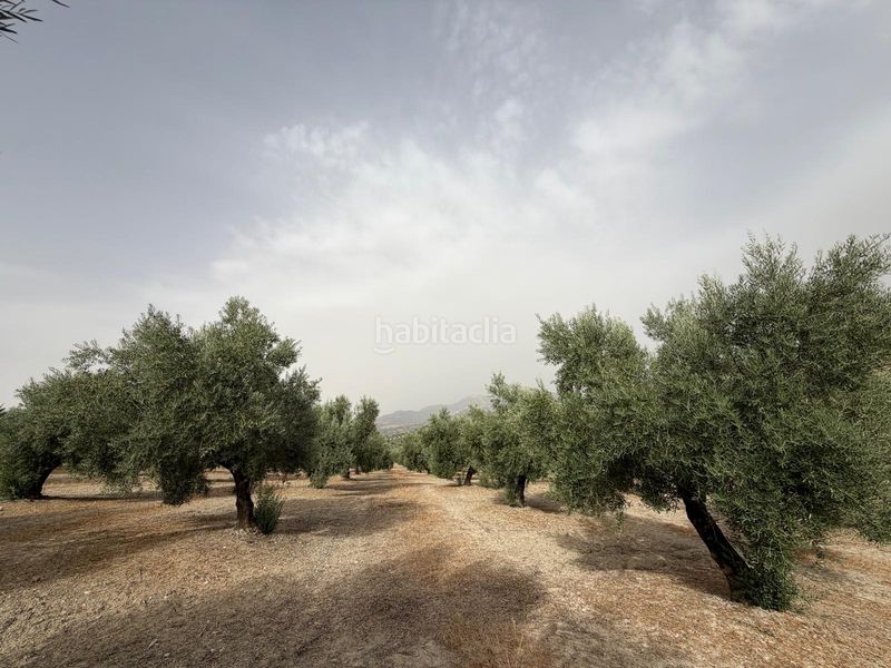 Foto 9566a8f7-393d-401f-a802-699dd7d53433. Finca rústica a Iznalloz