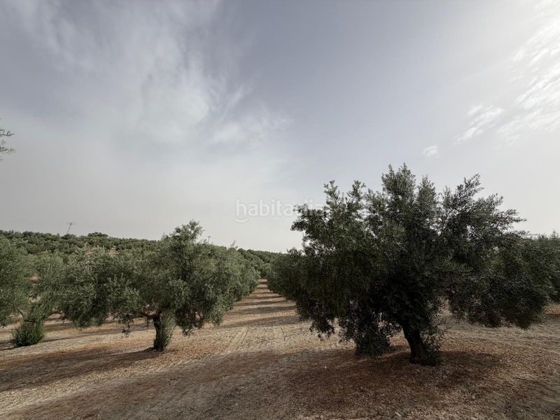 Foto a3150fad-d1ba-418a-aa0f-d2aa91ba1781. Finca rústica a Iznalloz