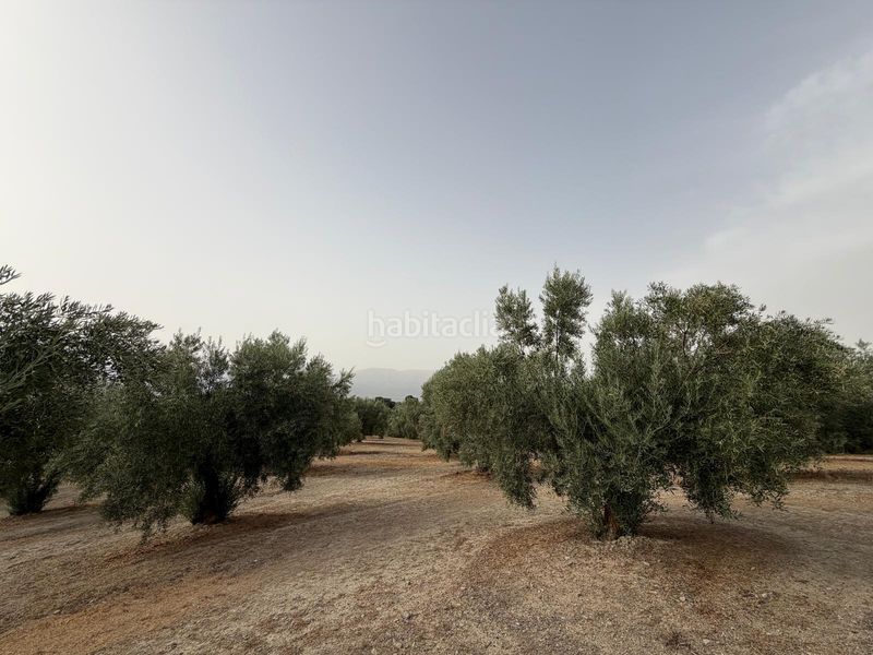 Foto a398e86b-3554-4f84-a9af-288aa2123862. Finca rústica a Iznalloz