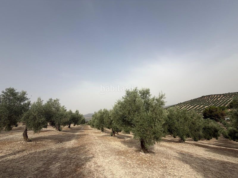 Foto d39317ae-9d1c-421f-9d4a-8b54ea8e33c2. Finca rústica a Iznalloz