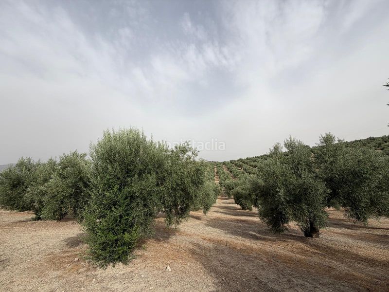 Foto ec3cdcfb-75d1-4418-882d-19d90f2daf36. Finca rústica a Iznalloz