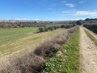 Finca rústica a Moraleda de Zafayona. Finca regadio moraleda de zafayona