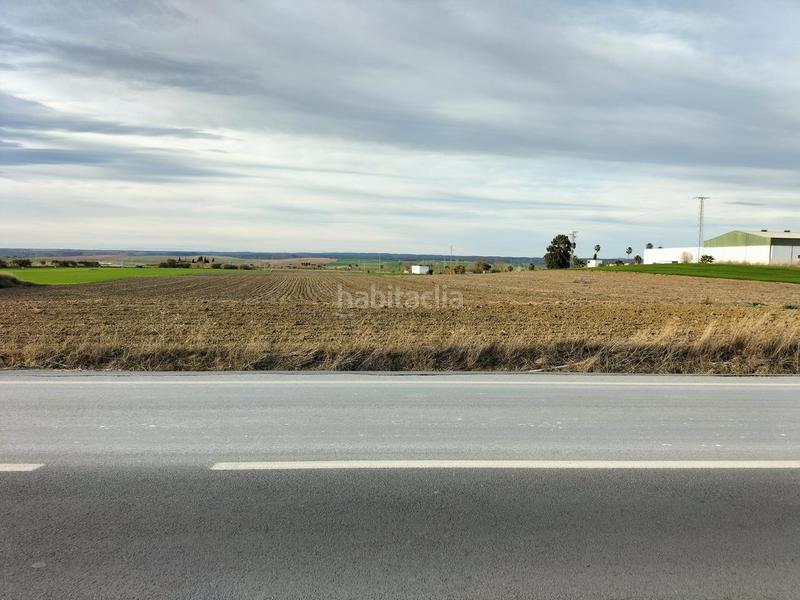 Foto 1bcee4da-0470-46f7-b4db-a9e00df23a84. Terreny residencial a Palma del Condado (La)