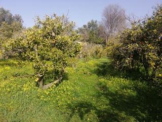Finca rústica a Lecrín. Terreno en venta en chite.