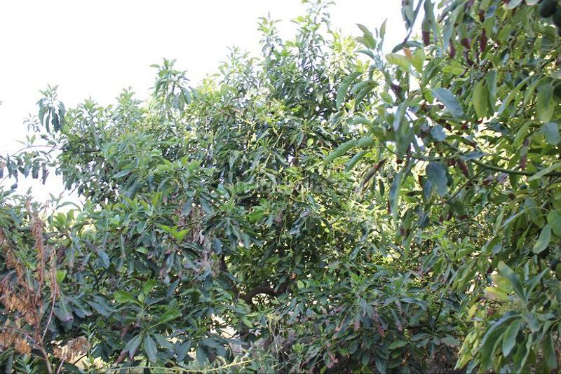 Foto 32766424-5bf8-423b-8dcb-0d4fc2e60716. Terreno residencial terreno en venta en murchas. en Lecrín