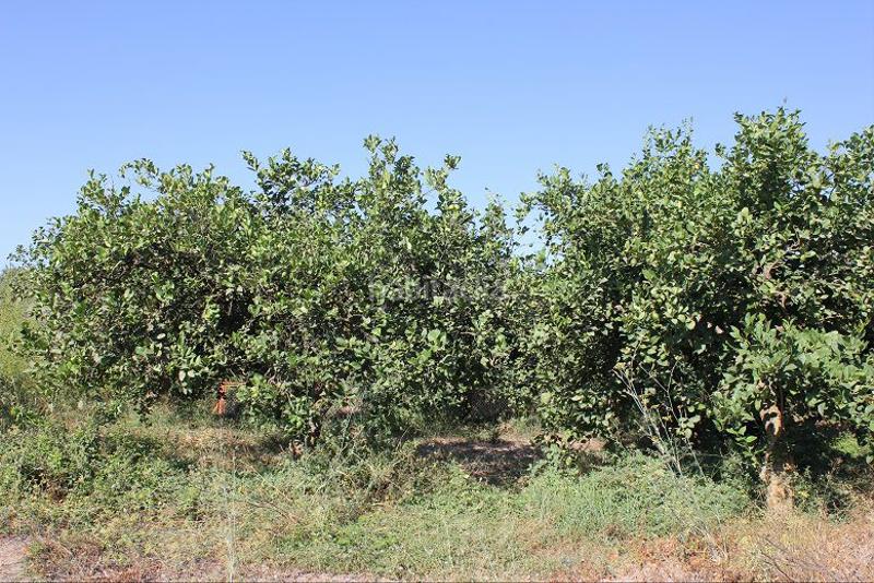 Foto a2c93bca-0ac4-43f5-b933-254581ecc85b. Terreno residencial terreno en venta en murchas. en Lecrín