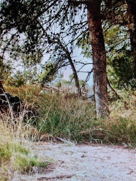 Foto b6d95d96-ce96-4815-a243-27dd2bb564cc. Fondo rustico in Xixona