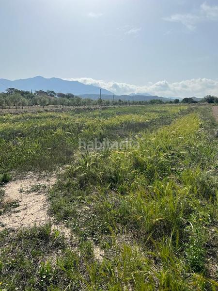 Foto b8762529-5fcc-4cb5-b5cf-39f1e8c9617e. Fondo rustico in Xixona