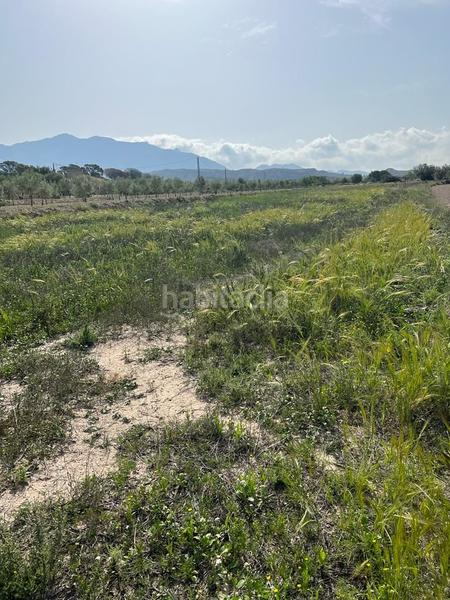 Foto e3a5fe19-1f90-46d3-ad34-1216e42c8ef5. Fondo rustico in Xixona