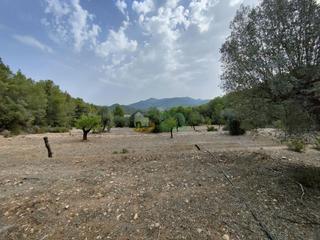 Finca rústica a Móra d´Ebre. Finca en venta, muy agradable, bien situada con 38 has. de culti