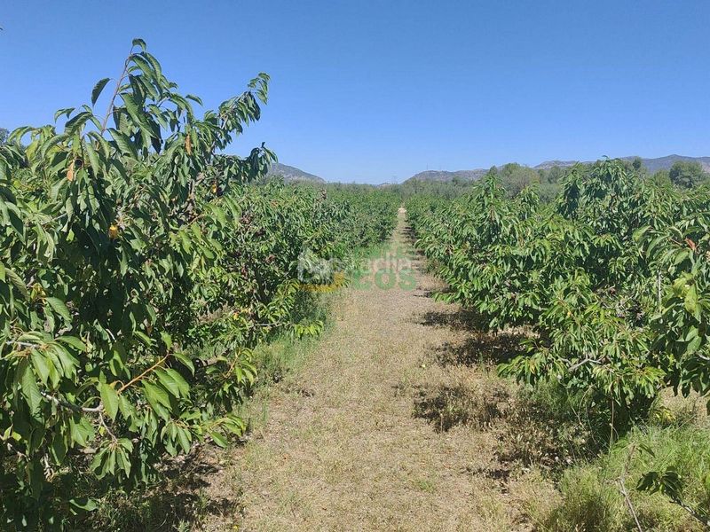 Foto 03249b38-969b-4d44-a50a-2646ea10befd. Finca rústica finca en venta en plena producción de 9,5 has, la mayoría cerezos y olivos con almacenes, etc... en Garcia