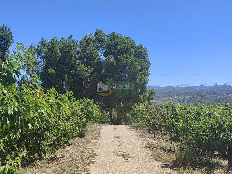 Foto 3cc6f715-7ff1-4100-8dfb-67daf32a596a. Finca rústica finca en venta en plena producción de 9,5 has, la mayoría cerezos y olivos con almacenes, etc... en Garcia