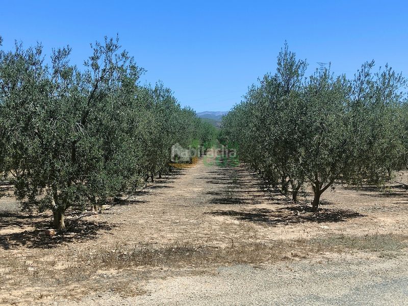 Foto 7a08fc94-952c-4bf9-b15e-a865774edafe. Finca rústica finca en venta en plena producción de 9,5 has, la mayoría cerezos y olivos con almacenes, etc... en Garcia