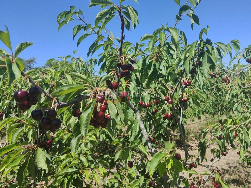 Foto cd502658-96e7-4cd6-9f5f-ca5bd0d552ae. Finca rústica finca en venta en plena producción de 9,5 has, la mayoría cerezos y olivos con almacenes, etc... en Garcia