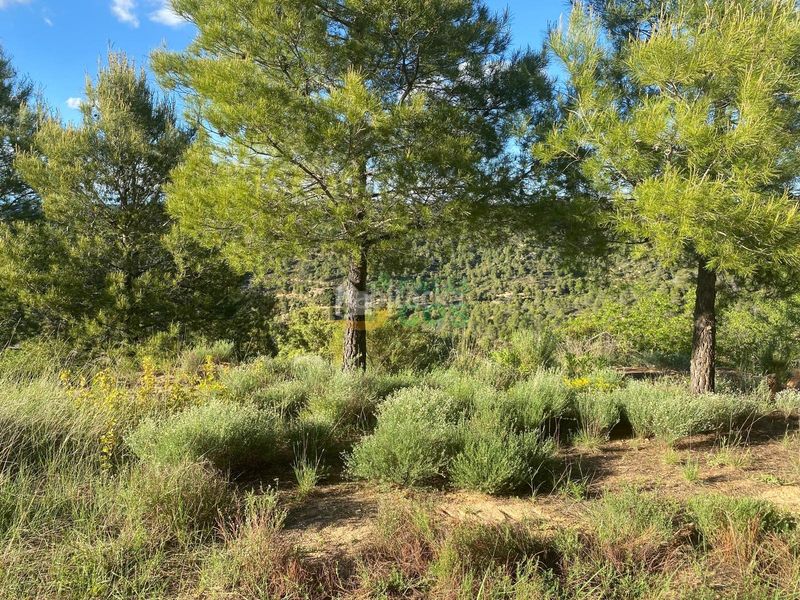 Foto 69d1a794-f004-48f0-90a4-e973a0bbf118. Terreny residencial a Pobla de Cérvoles (La)
