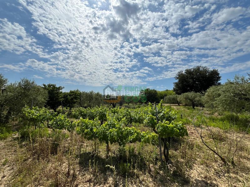 Foto 3fa25fcf-d3b5-43fa-951a-5af375171ce8. Finca rústica a Arboç (L´)