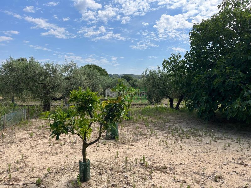 Foto 46be7f12-c437-4c78-a417-ed247616c428. Finca rústica a Arboç (L´)
