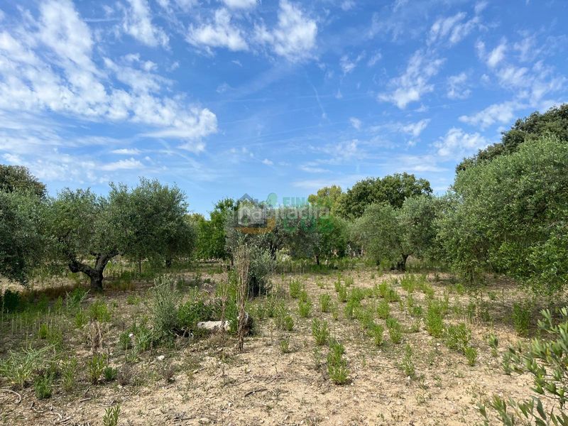 Foto 5f1f8023-2ab5-4330-a449-17fb054ca353. Finca rústica a Arboç (L´)