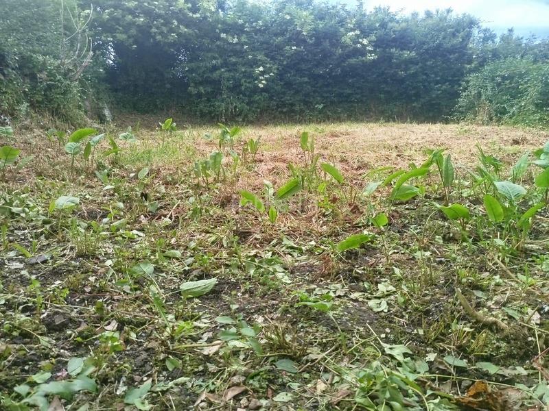 Foto 80de14ac-fdfc-40ca-a657-2d0c2424ea2f. Casa in Pastoriza Arteixo