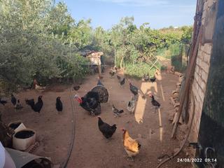 Finca rústica a Montoro. F44- finca de olivos con 2 casas y nave