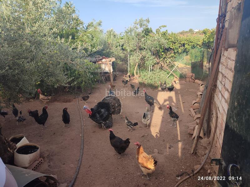 Foto ec6d95f2-d430-4fd4-b13a-4601db69c509. Fondo rustico in Montoro