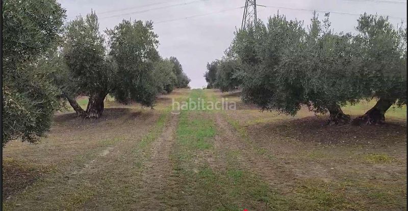 Foto 1b5e1f42-4788-4479-81b8-da2410c1bd74. Finca rústica a Cañete de las Torres