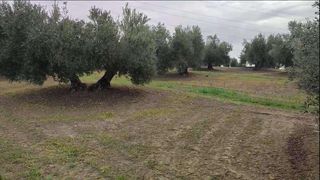 Finca rústica en Cañete de las Torres