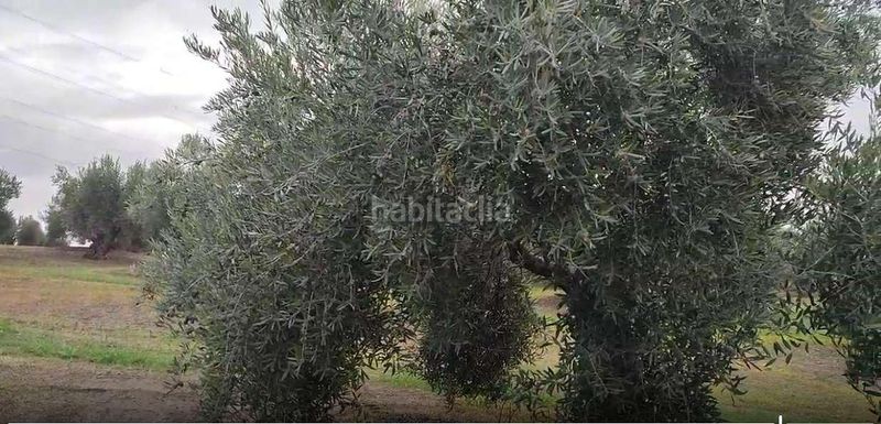 Foto ab641170-b4ae-41fa-ba54-73f74234b37f. Finca rústica a Cañete de las Torres