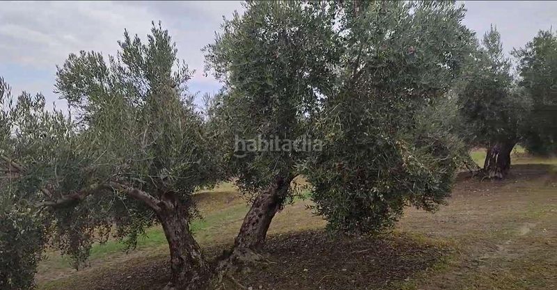 Foto c5b6e696-489a-45b7-87e7-aed230069a14. Finca rústica a Cañete de las Torres