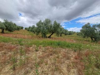 Finca rústica a Bujalance. F2-finca olivar cerca de bujalance