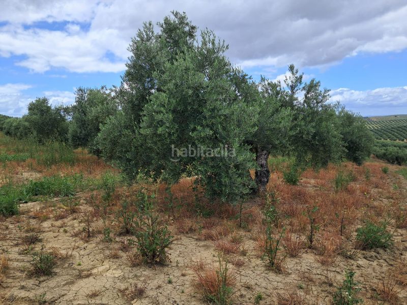 Foto 9ab9b757-9441-4076-b6d2-8d71b091b6c2. Finca rústica a Bujalance