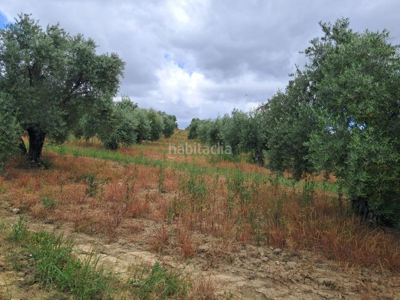 Foto a38db77f-e2d5-4679-8558-a4e1ddc5600e. Finca rústica a Bujalance