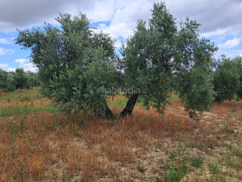 Foto c74a1559-440b-46f5-86d0-b99776b3b032. Finca rústica a Bujalance