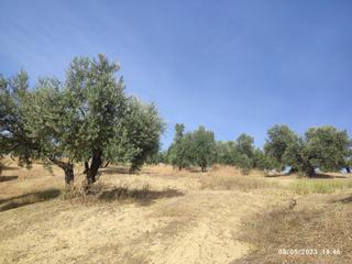 Finca rústica a Porcuna. F46- finca rústica en porcuna
